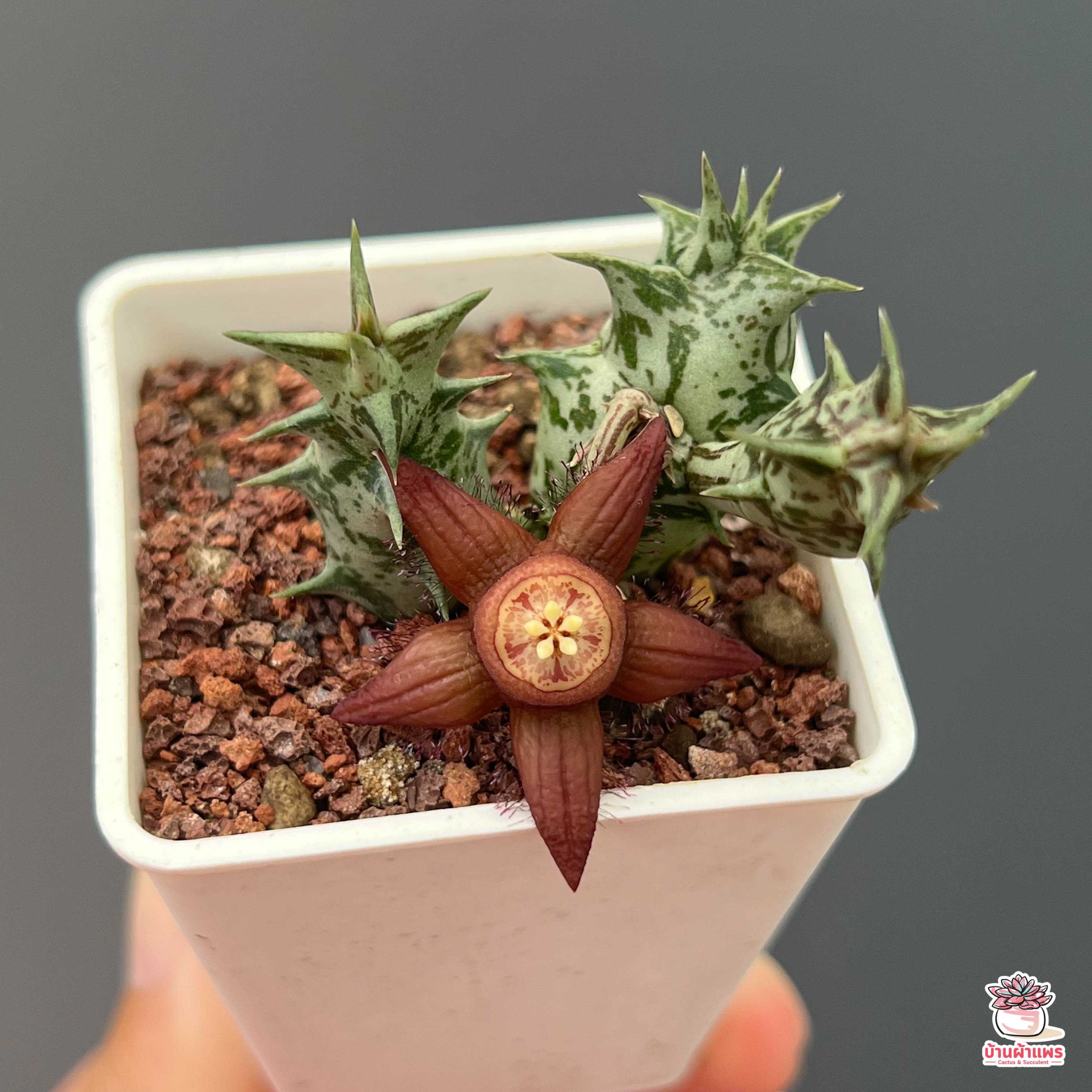 เก๋งจีน Duvalia sulcata แคคตัส กระบองเพชร cactus&succulent