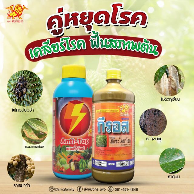 คู่หยุดโรค (แอนตี้ ท็อป +กีรอส) สิงห์มังกร