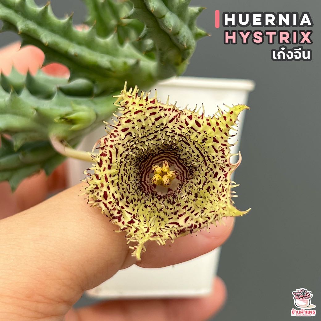 เก๋งจีน Huernia hystrix แคคตัส กระบองเพชร cactus&succulent