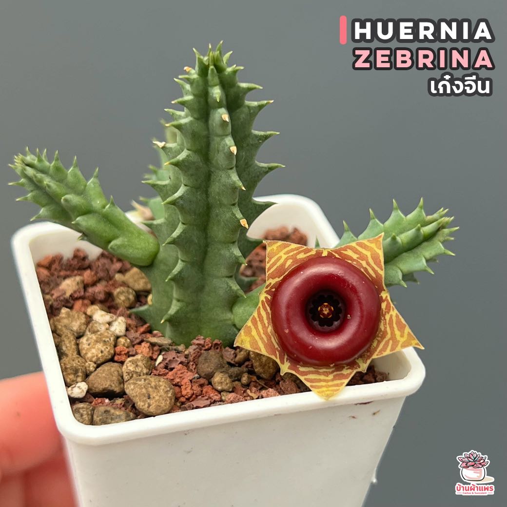 เก๋งจีน Huernia zebrina แคคตัส กระบองเพชร cactus&succulent