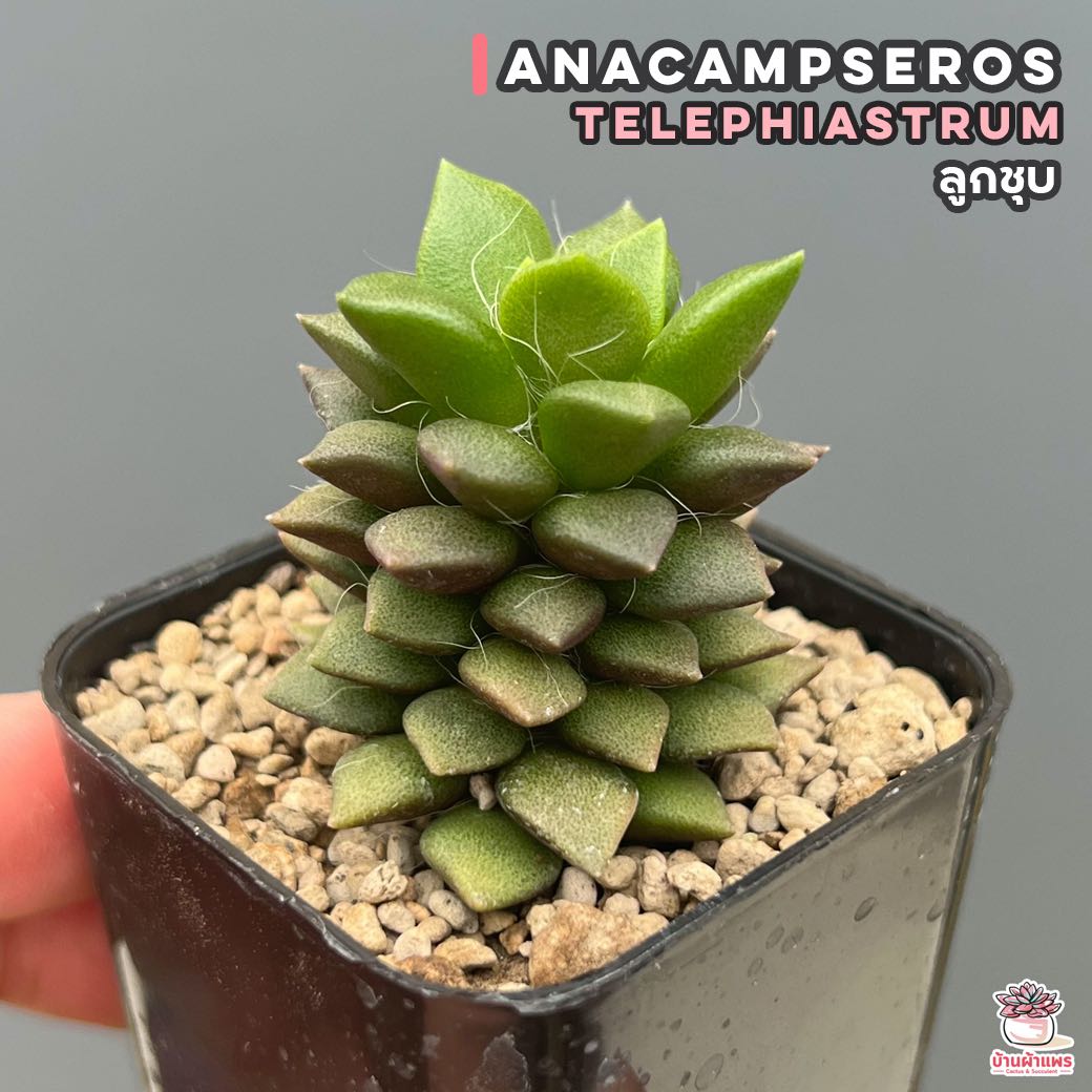 ลูกชุบ Anacampseros telephiastrum ไม้อวบน้ำ กุหลาบหิน แคคตัส กระบองเพชร cactus&succulent