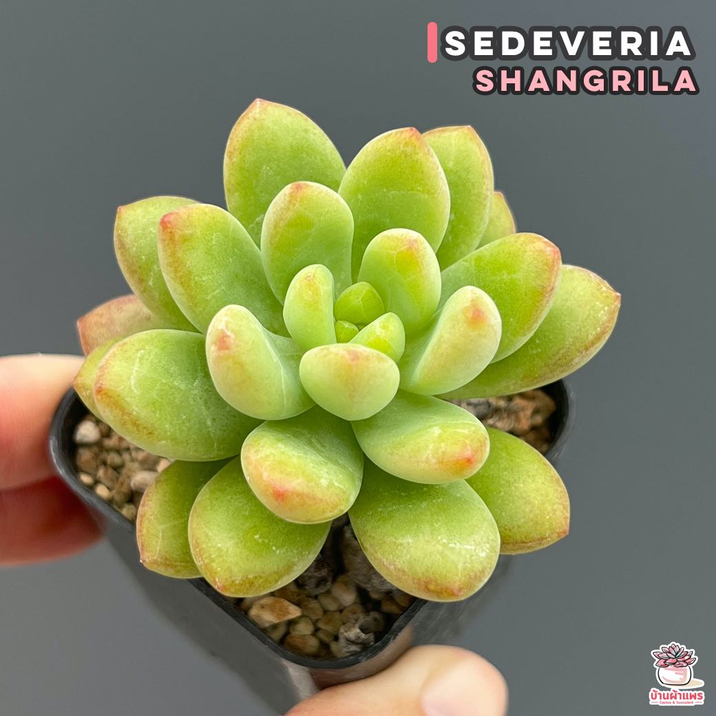 Sedeveria Shangrila ไม้อวบน้ำ กุหลาบหิน แคคตัส กระบองเพชร cactus&succulent
