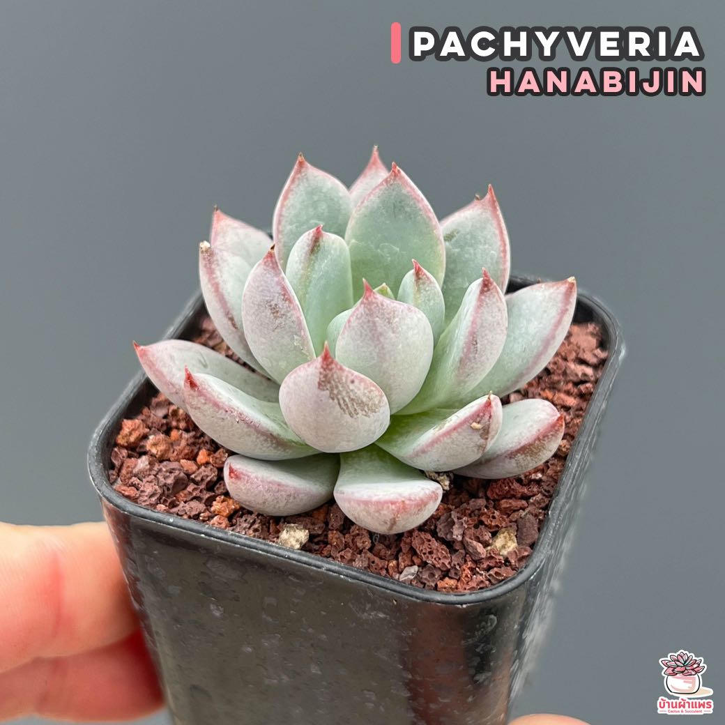 Pachyveria Hanabijin ไม้อวบน้ำ กุหลาบหิน แคคตัส กระบองเพชร cactus&succulent