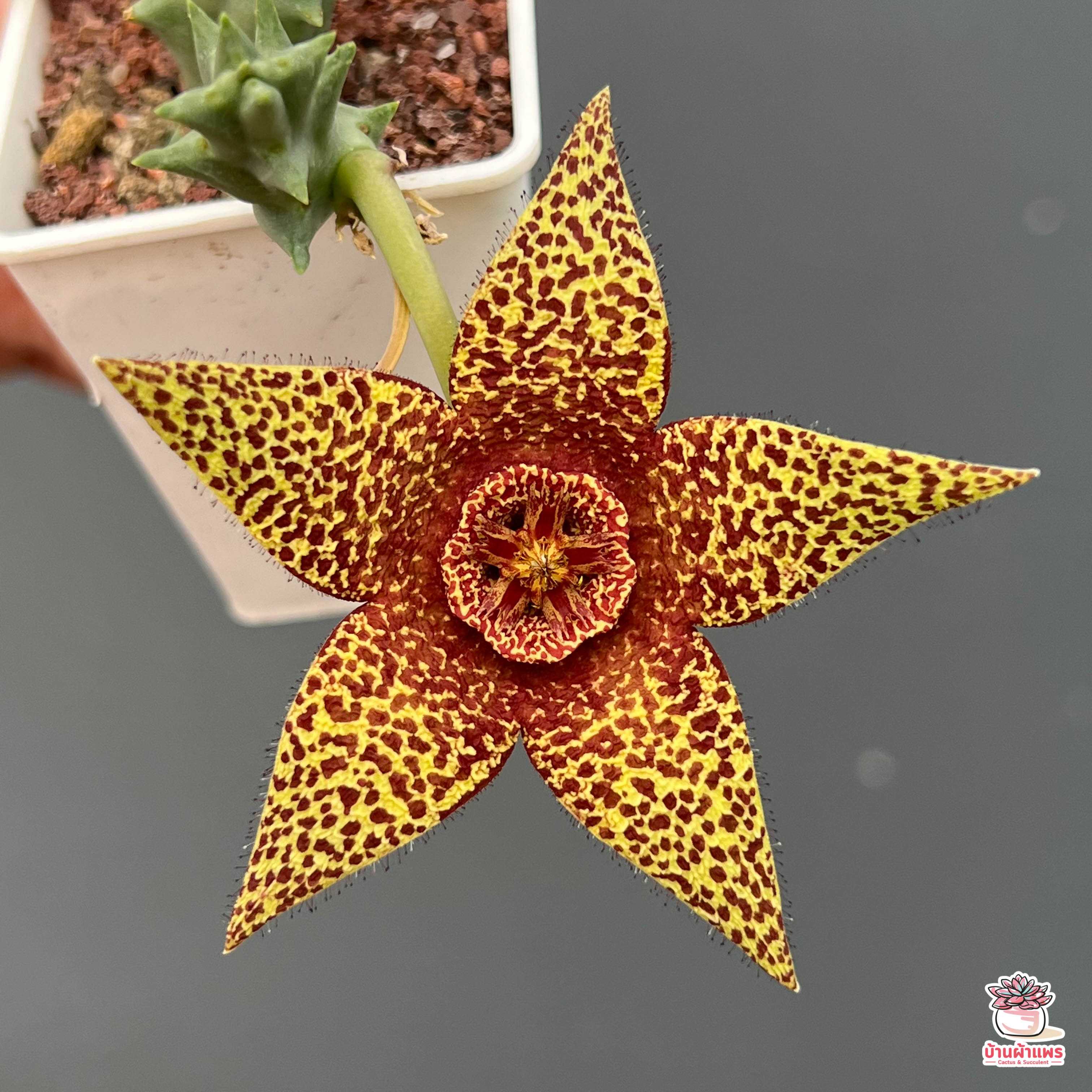 เก๋งจีน Orbea variegata cv.rancho vista กระบองเพชร cactus&succulent