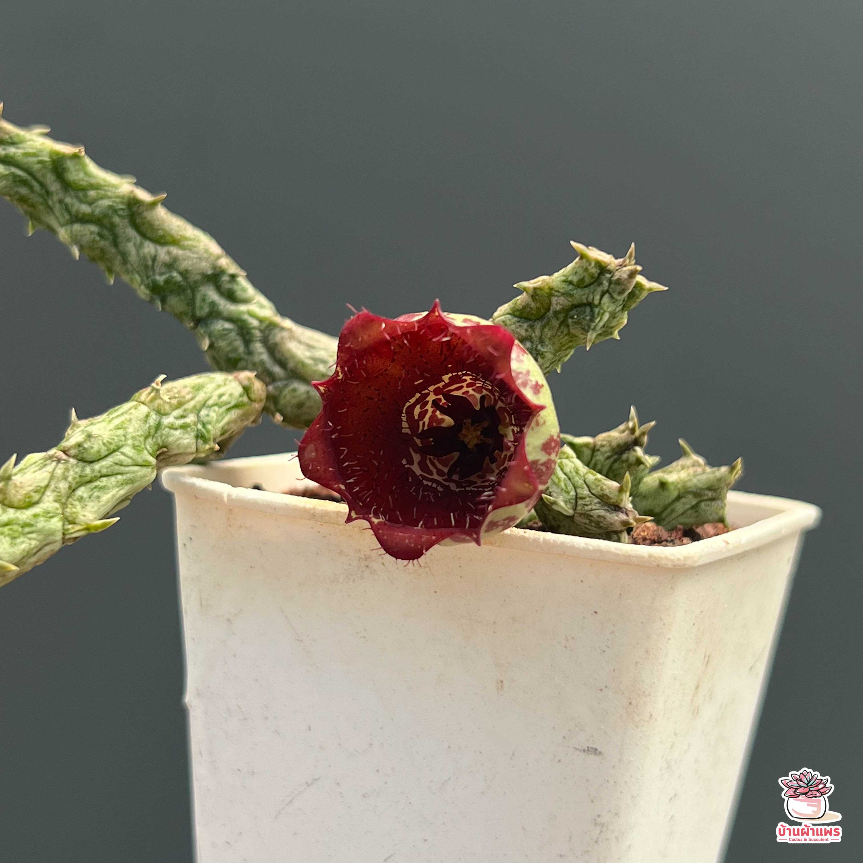 เก๋งจีน เก๋งมังกร Stapelianthus insignis hybrid แคคตัส กระบองเพชร cactus&succulent