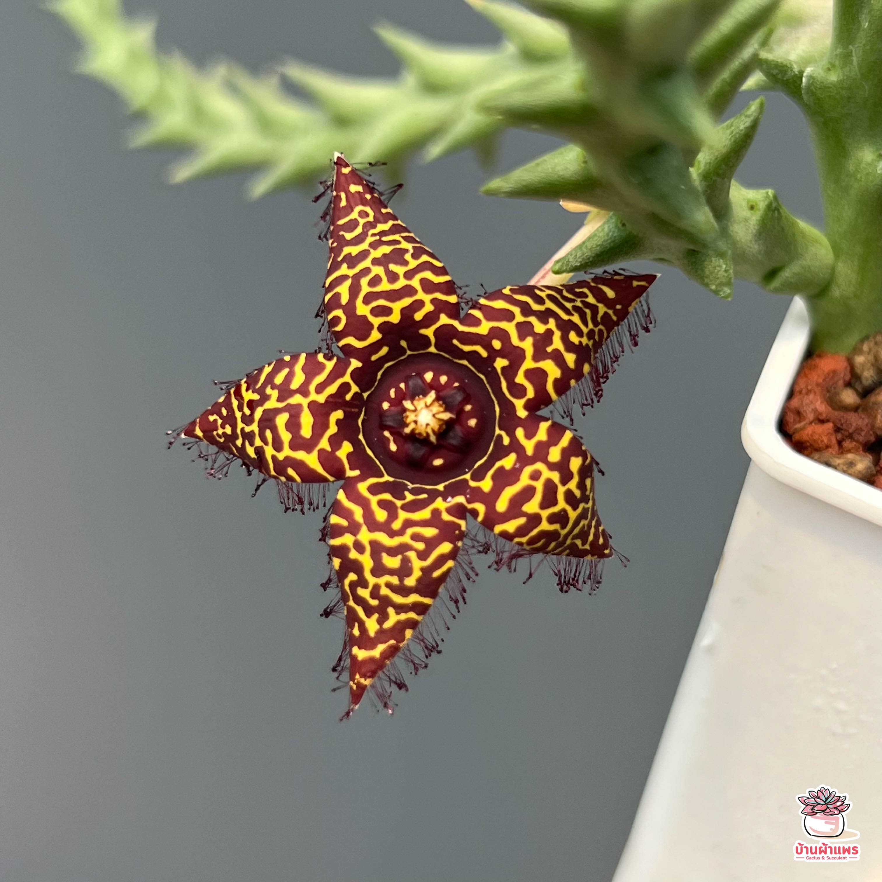 เก๋งจีน Orbea doldii แคคตัส กระบองเพชร cactus&succulent