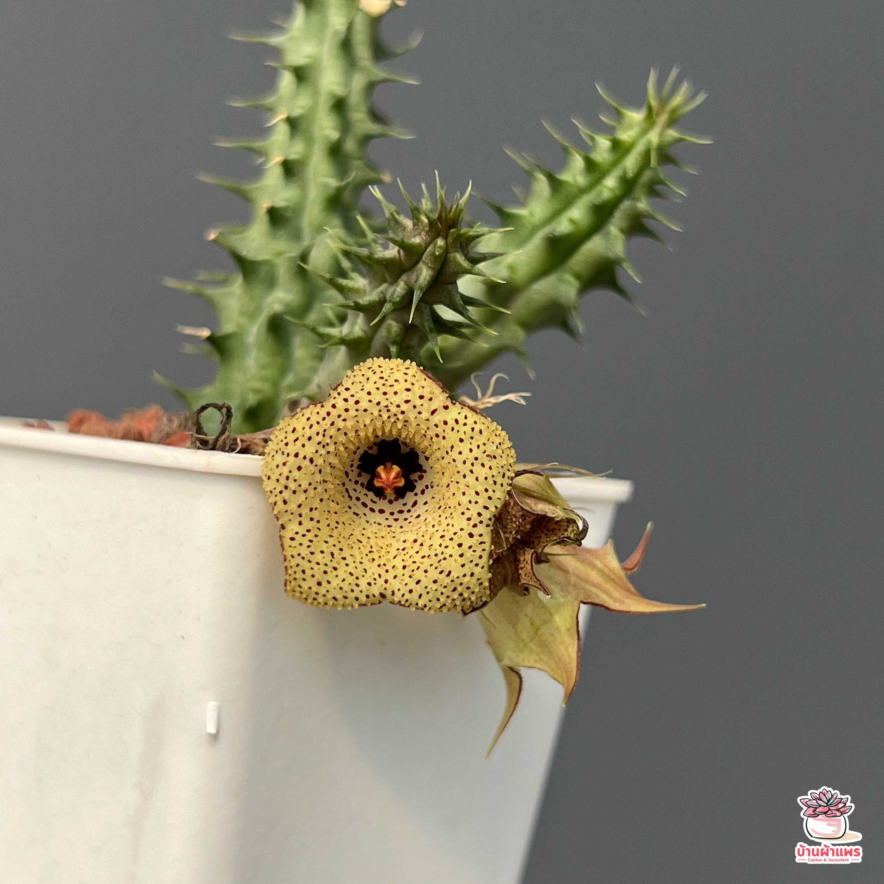เก๋งจีน Huernia Shining Star แคคตัส กระบองเพชร cactus&succulent