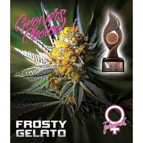 เมล็ด Frosty Gelato Auto (ออโต้)