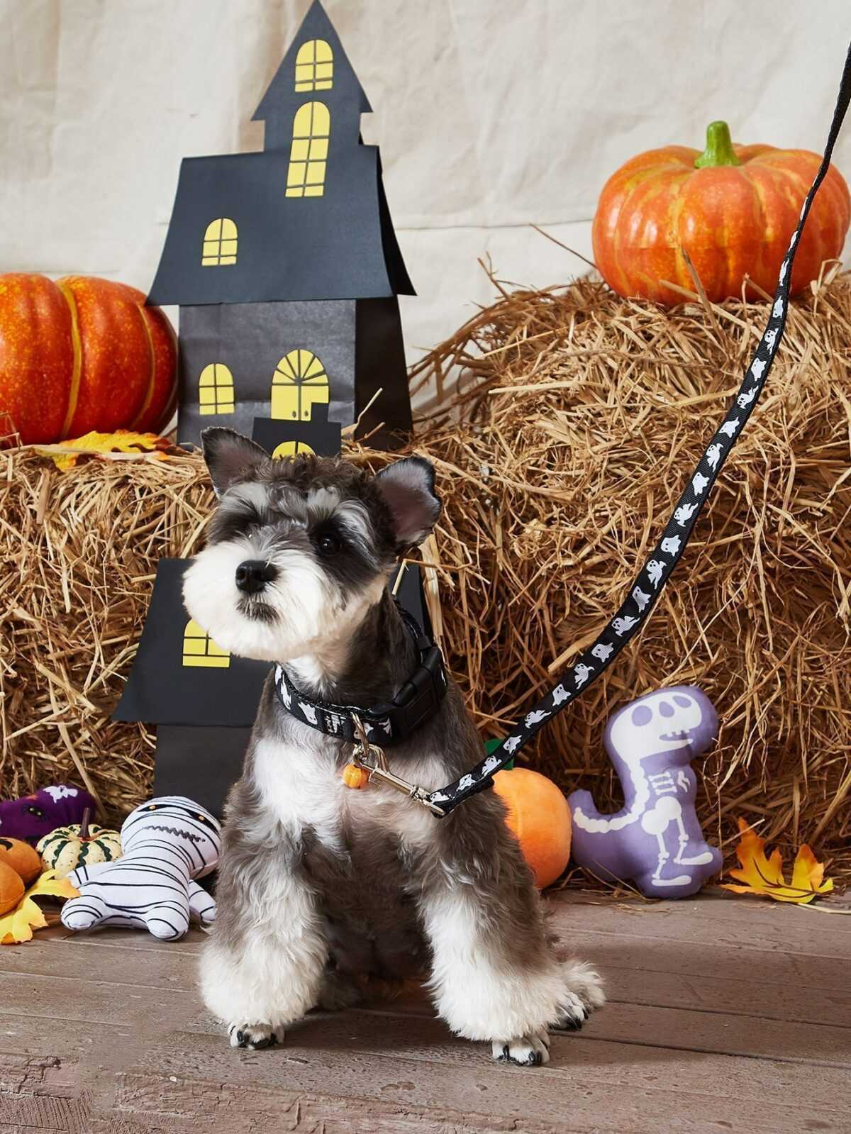 Halloween Collection - เซ็ทปลอกคอ พร้อมสายจูง ลิตเติ้ลโกสท์