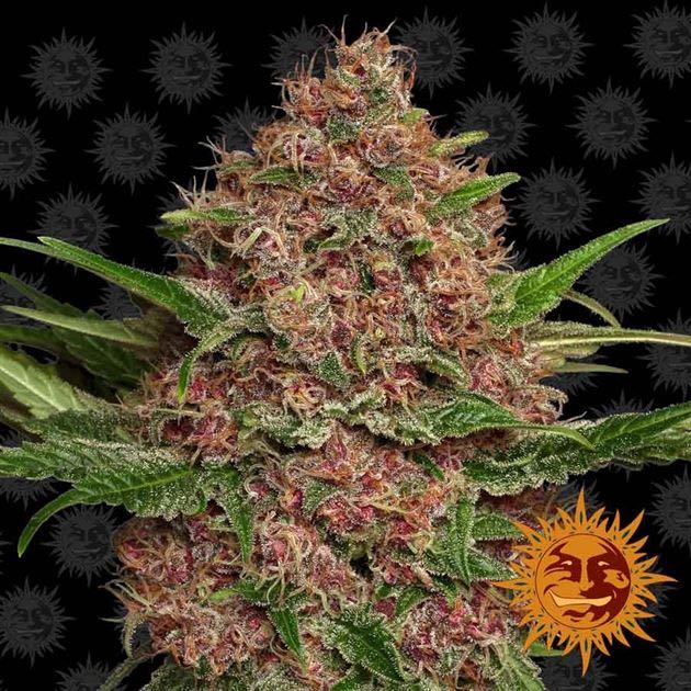 เมล็ด Purple Punch Auto (ออโต้)