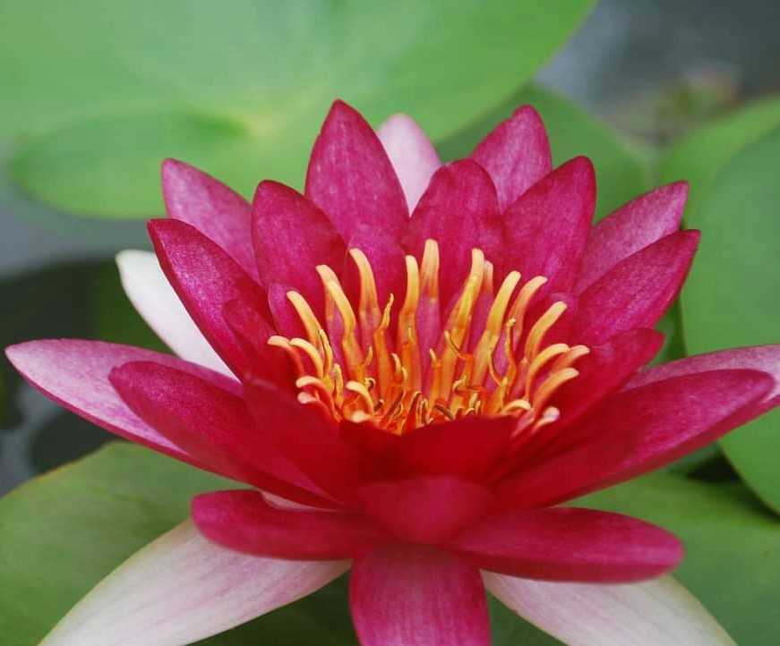 กลอริโอซ่า Gloriosa