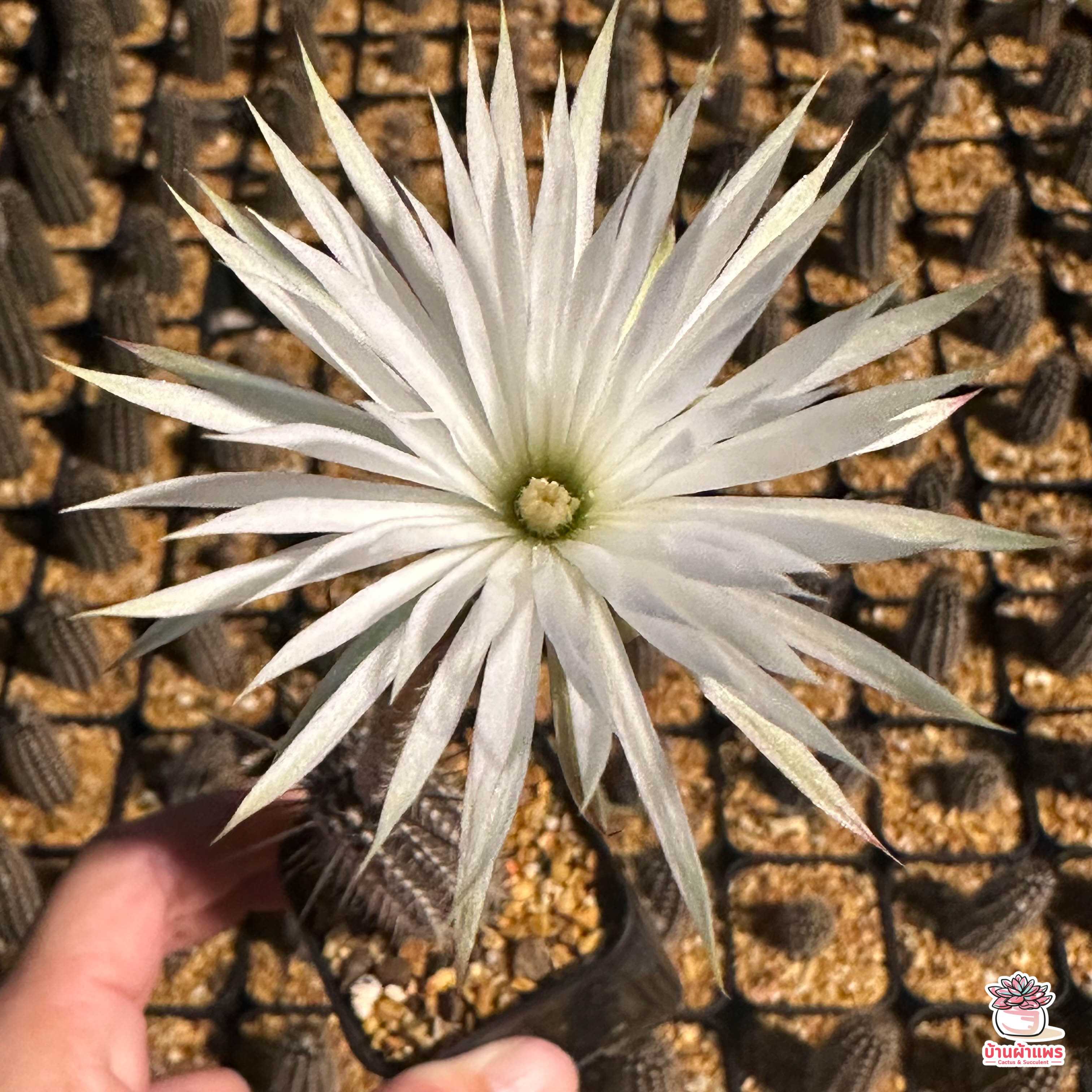 ดินสอดำ Setiechinopsis Mirabilis กระบองเพชร แคคตัส ไม้อวบน้ำ cactus&succulent