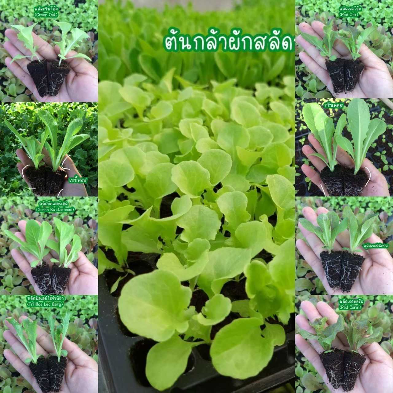 ต้นกล้าผักสลัดคละสายพันธุ์มีหลากหลายชนิดให้เลือก