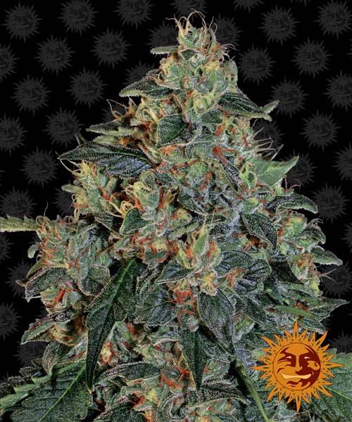 เมล็ด Blueberry OG (โฟโต้)