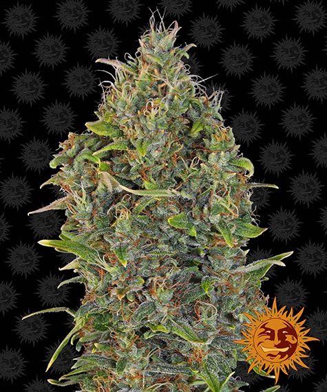 เมล็ด Critical Kush Auto (ออโต้)