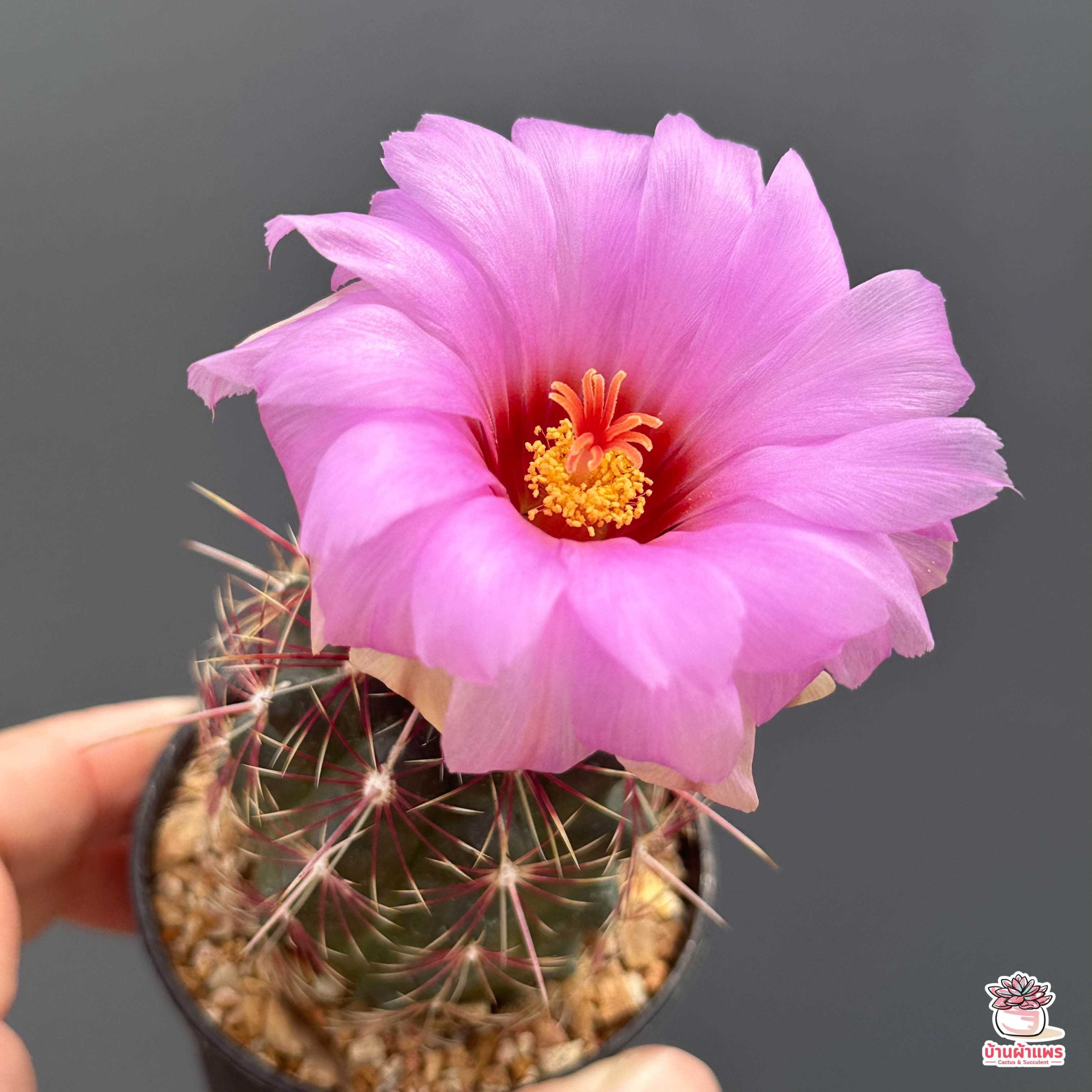 Thelocactus Bicolor แคคตัส กระบองเพชร cactus&succulent