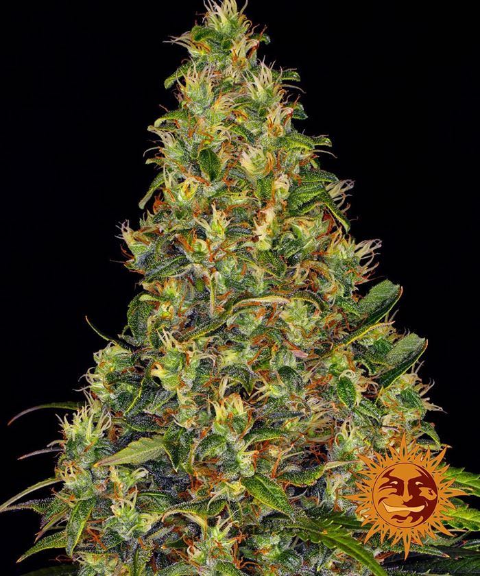 เมล็ด Amnesia Haze Auto (ออโต้)