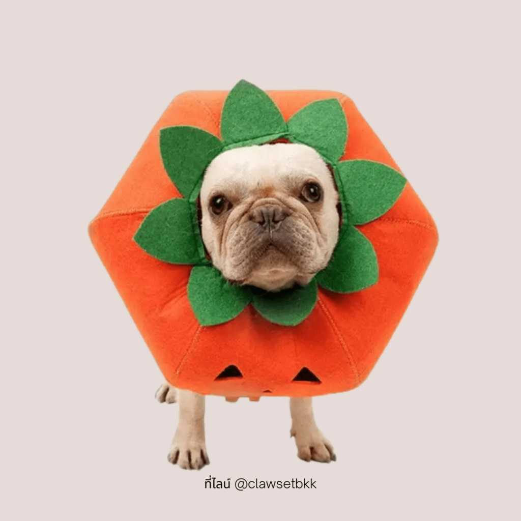 Halloween Collection - หัวติดฟักทอง