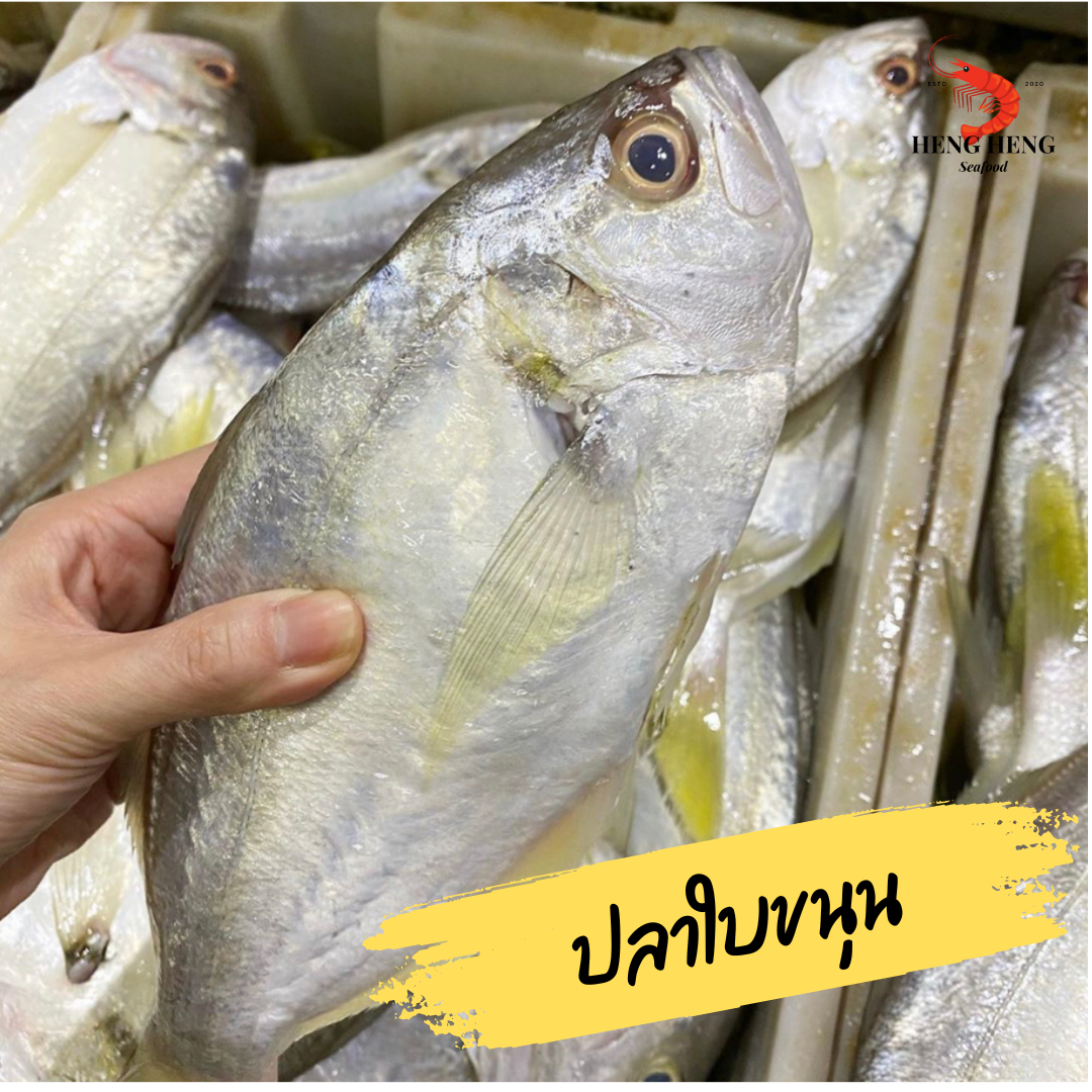 ปลาใบขนุน (อังนั้ม)