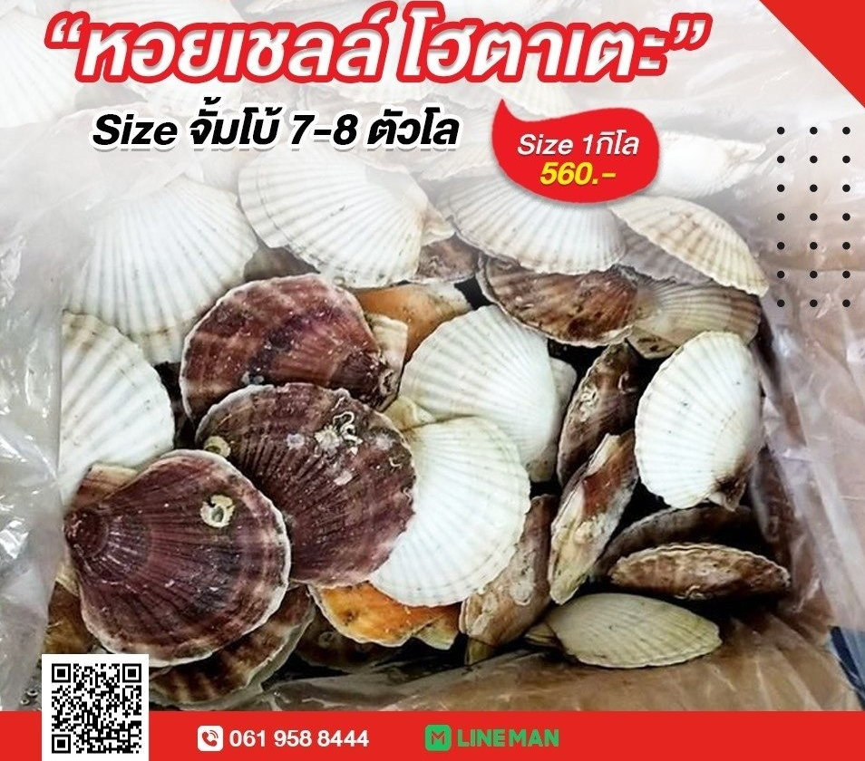 หอยเชลล์โฮตาเตะฝาเดียว 7- 11 ตัวโล