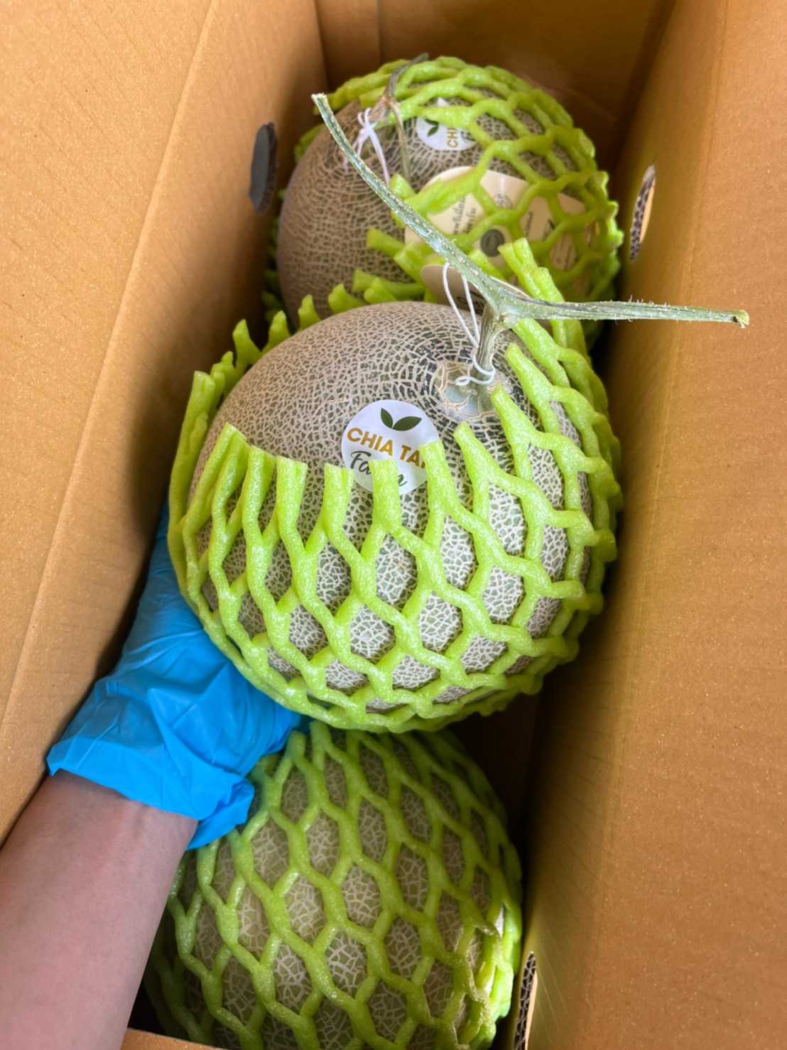 Japanese Melon เมล่อนสายพันธุ์ญี่ปุ่น