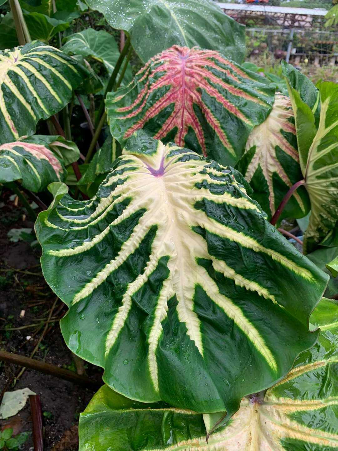 บอนน้ำ Colocasia White Lava