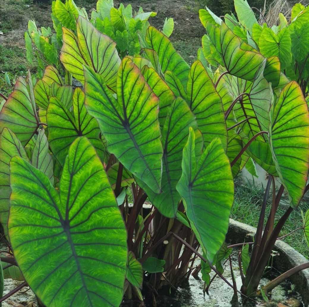 บอนน้ำ Colocasia (Blue Hawaii)