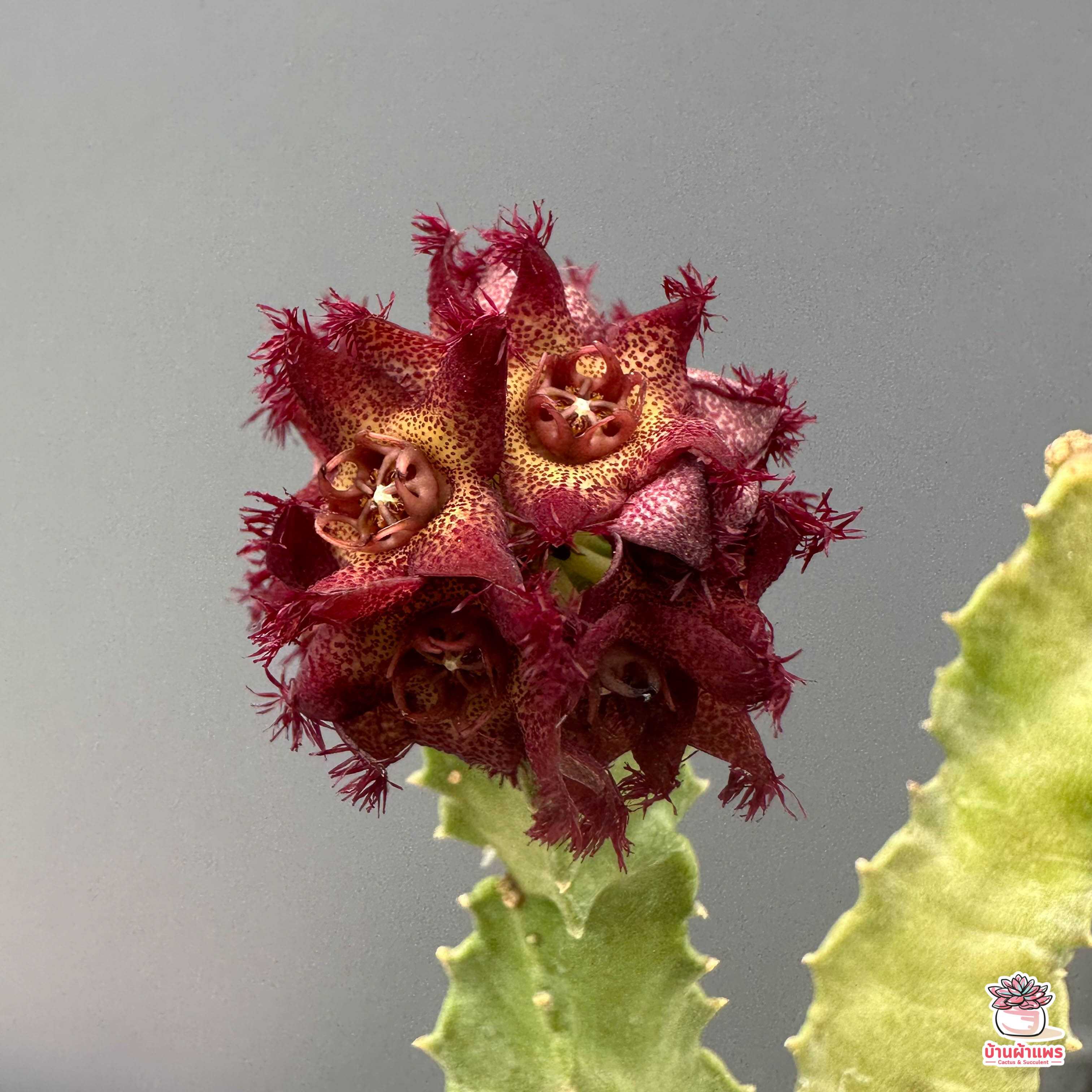 เก๋งจีน Caralluma Foetida แคคตัส กระบองเพชร cactus&succulent