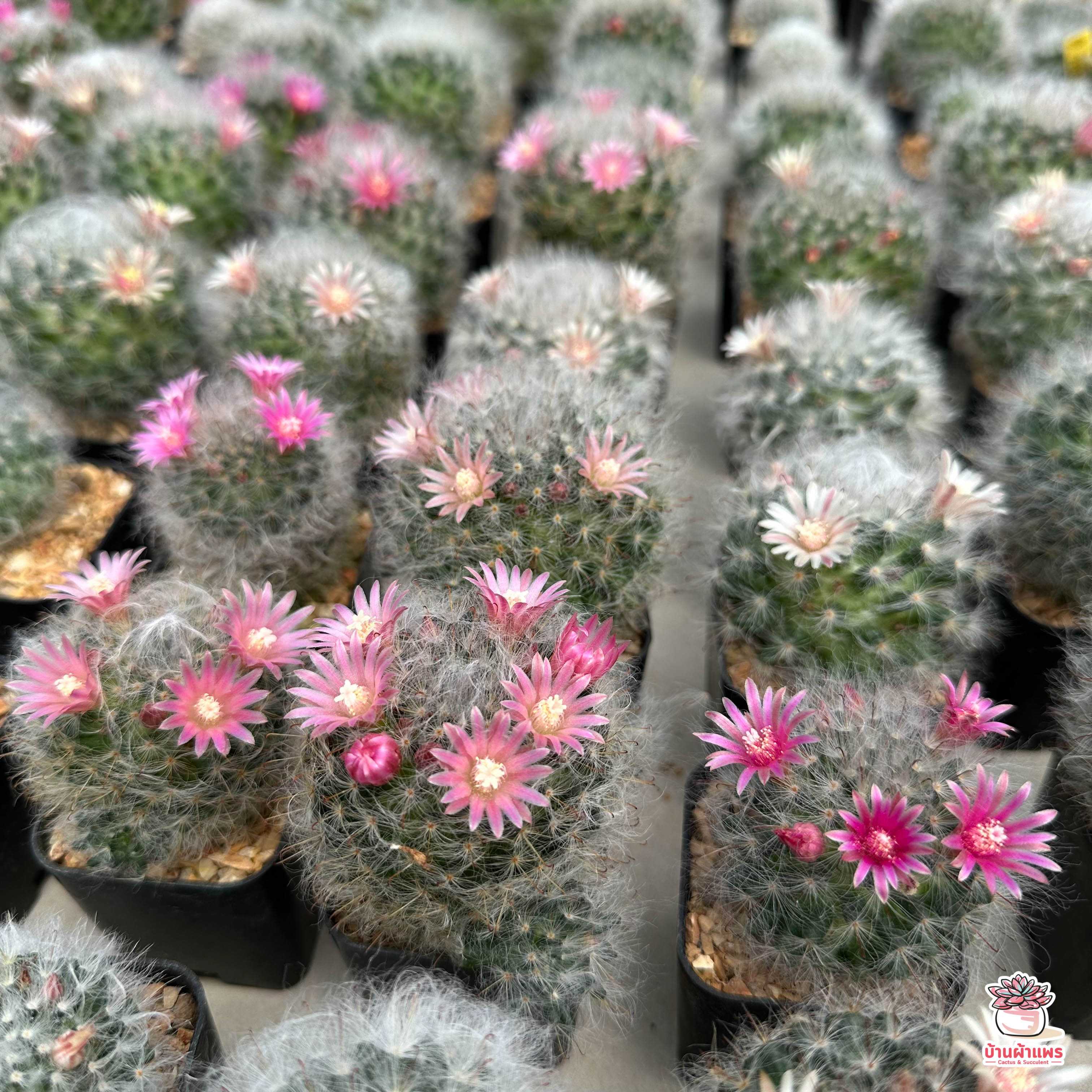 แมมขนแมว Mammillaria Bocasana แคคตัส กระบองเพชร cactus&succulent