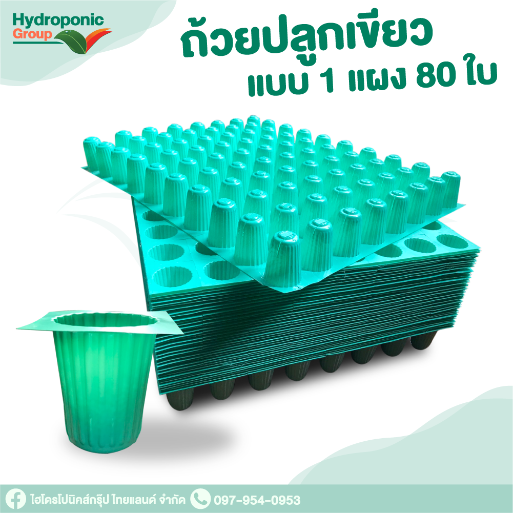 ถ้วยปลูกผักไฮโดรโปนิกส์สีเขียว ถ้วยปลูกเขียว 1 แผง 80 ใบ