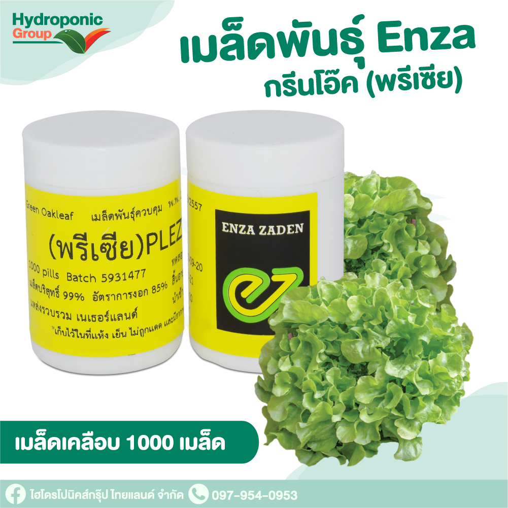เมล็ดผักสลัด กรีนโอ๊ค พรีเซีย Green Oak Plezir 1000 เมล็ด  #เมล็ดผักสลัด #ผักสลัด #เมล็ดพันธุ์