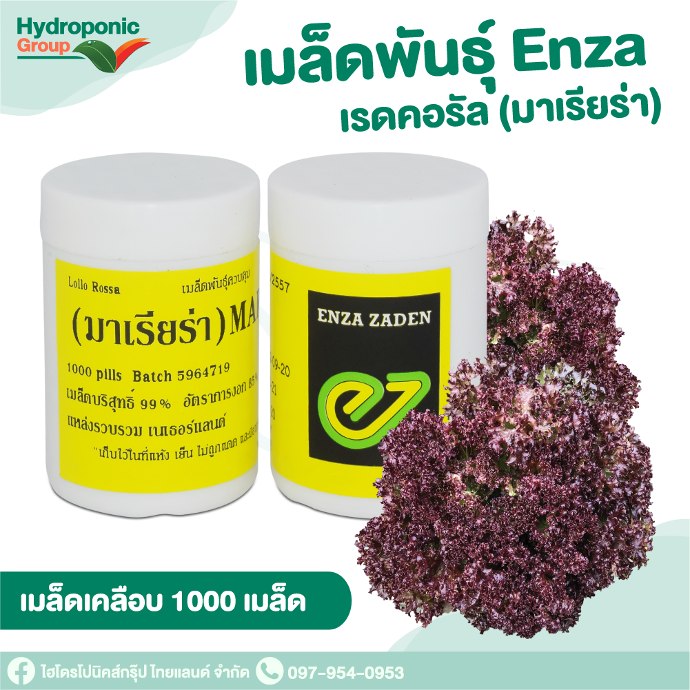 เมล็ดผักสลัด เรดคอรัล มาเรียร่า Red Coral Mariella 1000 เมล็ด #เมล็ดผักสลัด #ผักสลัด #เมล็ดพันธุ์