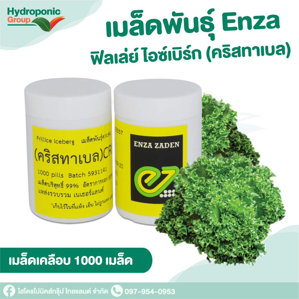 ฟิลเลย์ คริสทาเบล Frillice Cristabel 1000 เมล็ด  #เมล็ดผักสลัด #ผักสลัด #เมล็ดพันธุ์ #ปลูกผัก