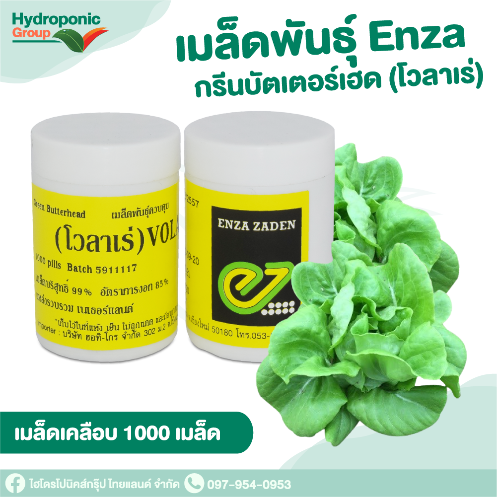 กรีนบัตเตอร์เฮด  โวลาเร่ Green Butterhead Volare  1000เมล็ด #เมล็ดผักสลัด#ผักสลัด#เมล็ดพันธุ์