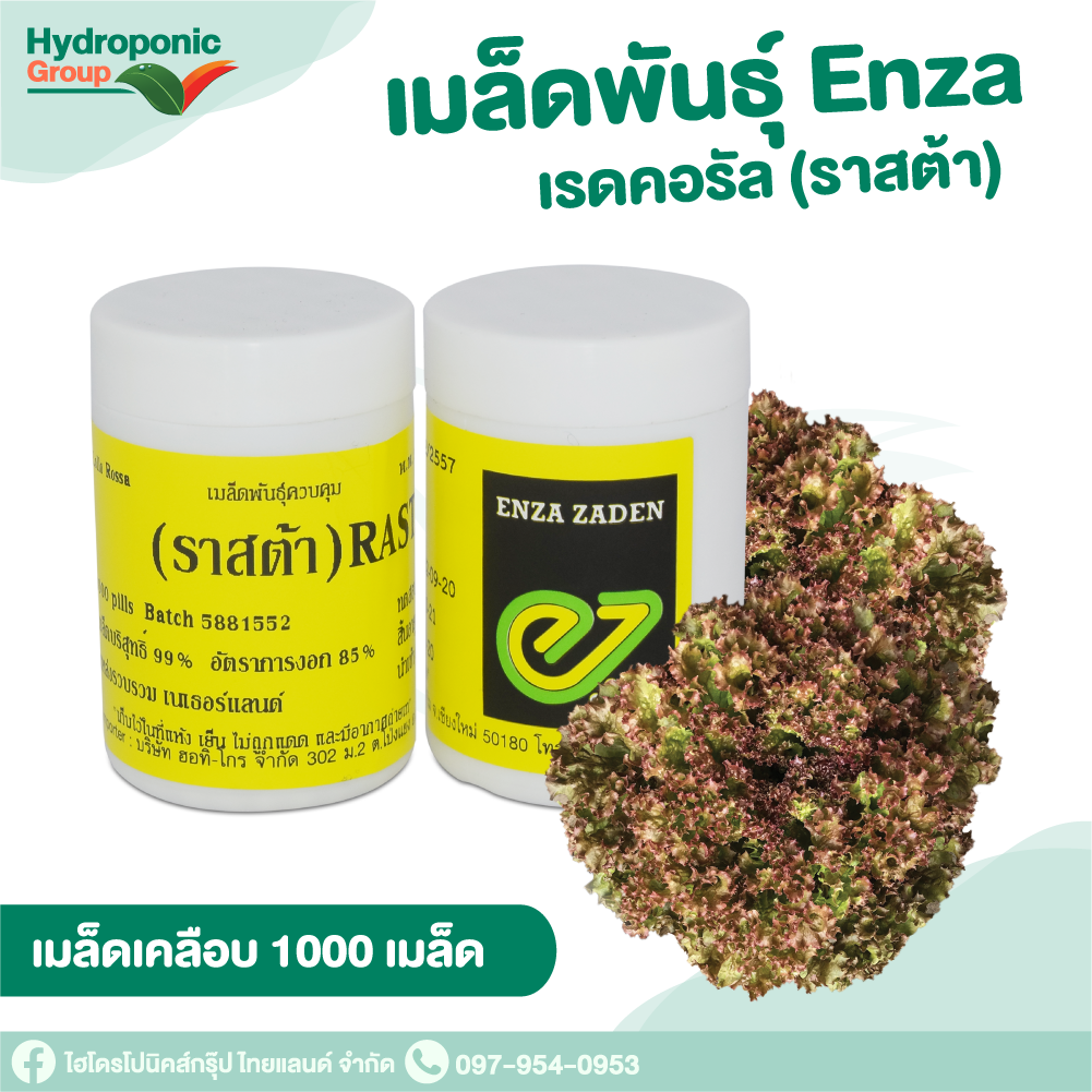 เรดคอรัล ราสต้า Red Coral Rasta 1000 เมล็ด #เมล็ดผักสลัด #ผักสลัด #เมล็ดพันธุ์ #ปลูกผัก