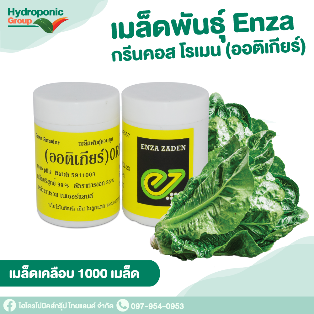 กรีนคอส ออติเกียร์ Cos Ortigia 1000 เมล็ด #เมล็ดผักสลัด #ผักสลัด #เมล็ดพันธุ์ #ปลูกผัก
