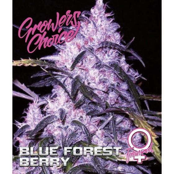เมล็ด Blue Forest Berry Auto (ออโต้)