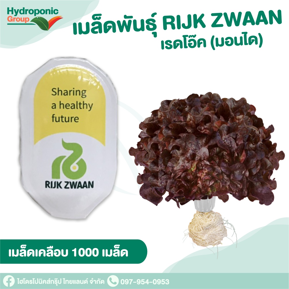 เมล็ดพันธุ์เรดโอ๊ค มอนได (Red Oak Mondai) #เมล็ดผักสลัด #ผักสลัด #เมล็ดพันธุ์ผักสลัด #ปลูกผัก