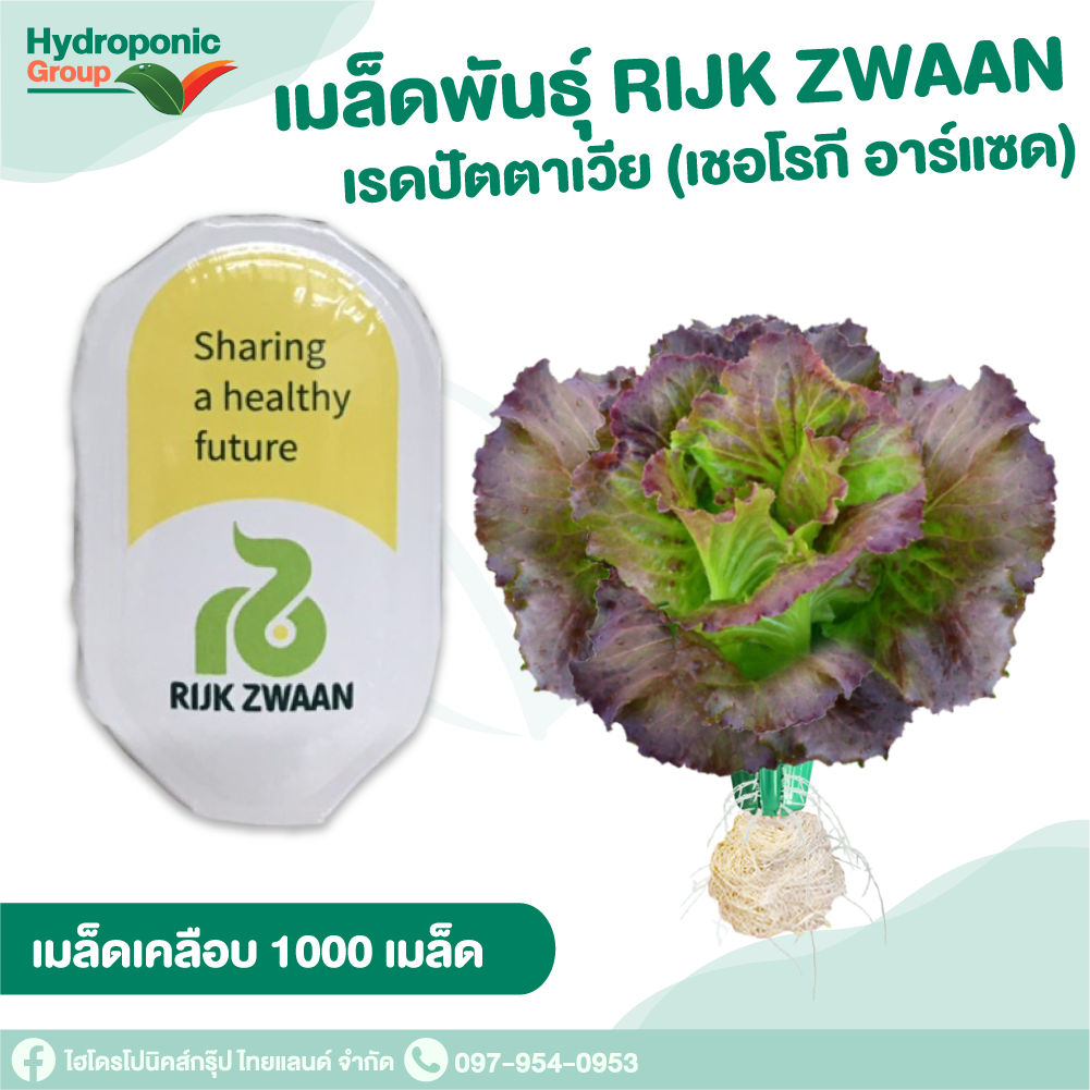 เมล็ดพันธุ์เรด บัตตาเวียร์ (Red Batavia Cherokee)#เมล็ดผักสลัด #ผักสลัด #เมล็ดพันธุ์ผักสลัด #ปลูกผัก