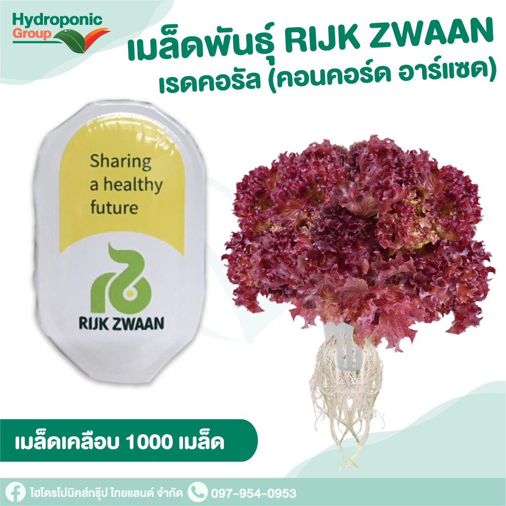 เมล็ดพันธุ์เรดคอรอล คอนคอร์ด (Red Coral Concord)#เมล็ดผักสลัด #ผักสลัด #เมล็ดพันธุ์ผักสลัด #ปลูกผัก