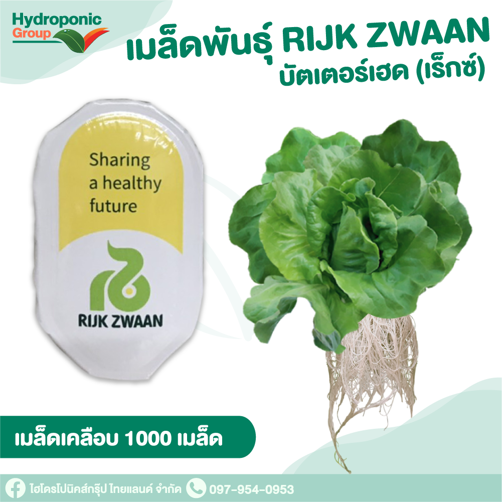 เมล็ดพันธุ์ผักสลัด บัตเตอร์เฮด เร็กซ์(Butterhead Rex)#เมล็ดผักสลัด #ผักสลัด #เมล็ดพันธุ์ #ปลูกผัก