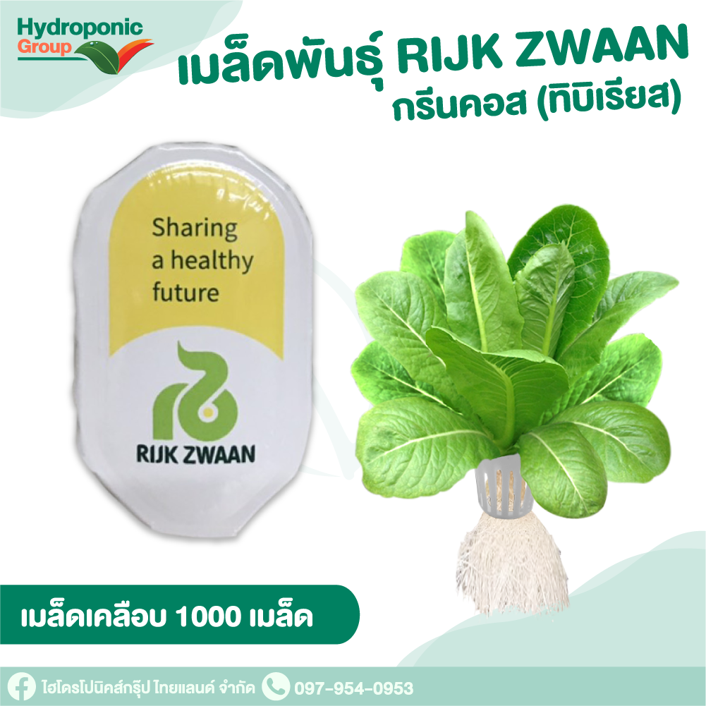 เมล็ดพันธุ์กรีนคอส ทิบีเรียส (Green Cos Tiberius)#เมล็ดผักสลัด #ผักสลัด #เมล็ดพันธุ์ #ปลูกผัก