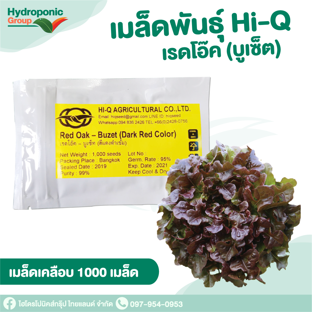 เมล็ดผักสลัดHi Q เรดโอ๊ต บูเช็ท แบบเคลือบ  1,000 เมล็ด  #เมล็ดผักสลัด #ผักสลัด #เมล็ดพันธุ์ #ปลูกผัก