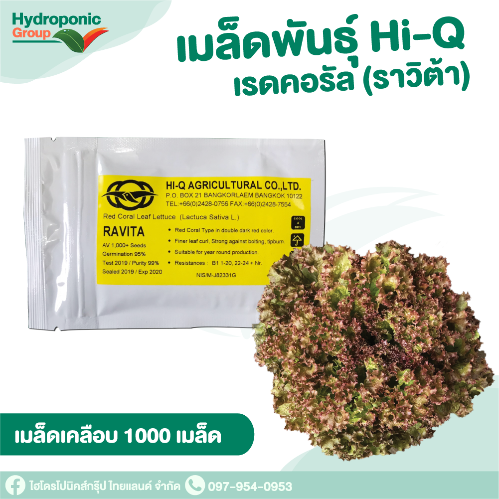 เมล็ดผักสลัดHi Q เรดคอรัล ราวีต้า แบบเคลือบ 1,000 เมล็ด #เมล็ดผักสลัด #ผักสลัด #เมล็ดพันธุ์ #ปลูกผัก