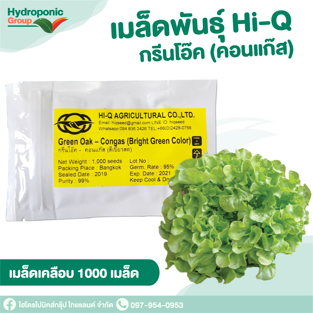 เมล็ดผักสลัดHi Q กรีนโอ๊ค คอนแก็ส แบบเคลือบ 1,000เมล็ด #เมล็ดผักสลัด #ผักสลัด #เมล็ดพันธุ์ #ปลูกผัก