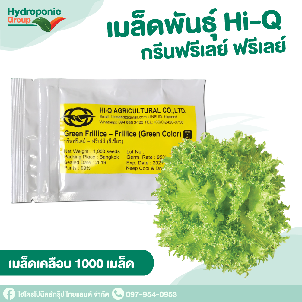 เมล็ดพันธุ์ Hi Q กรีนฟรีเลย์ ฟรีเลย์  แบบเคลือบ 1,000 เมล็ด #เมล็ดผักสลัด #ผักสลัด #เมล็ดพันธุ์