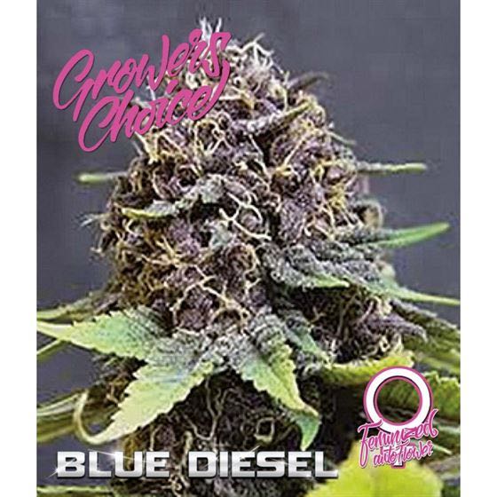 เมล็ด Blue Diesel Auto (ออโต้)