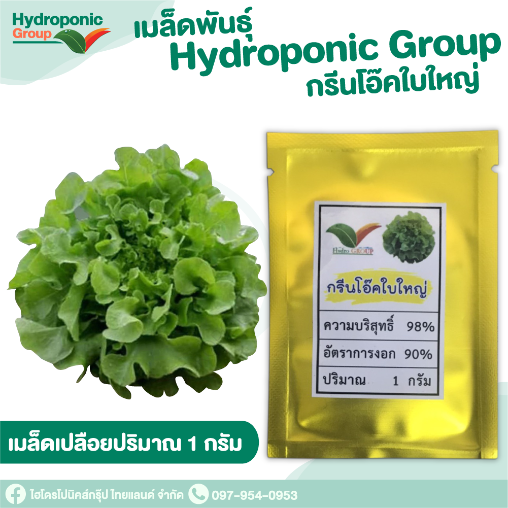 เมล็ดผักสลัด กรีนโอ๊คใบใหญ่  #เมล็ดผักสลัด #ผักสลัด #เมล็ดพันธุ์ผักสลัด #Promotion