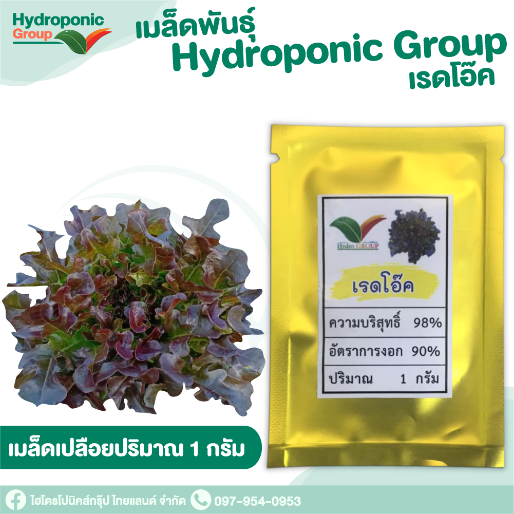 เมล็ดผักสลัด เรดโอ๊ค #Promotion #เมล็ดผักสลัด #ผักสลัด #เมล็ดพันธุ์ผักสลัด