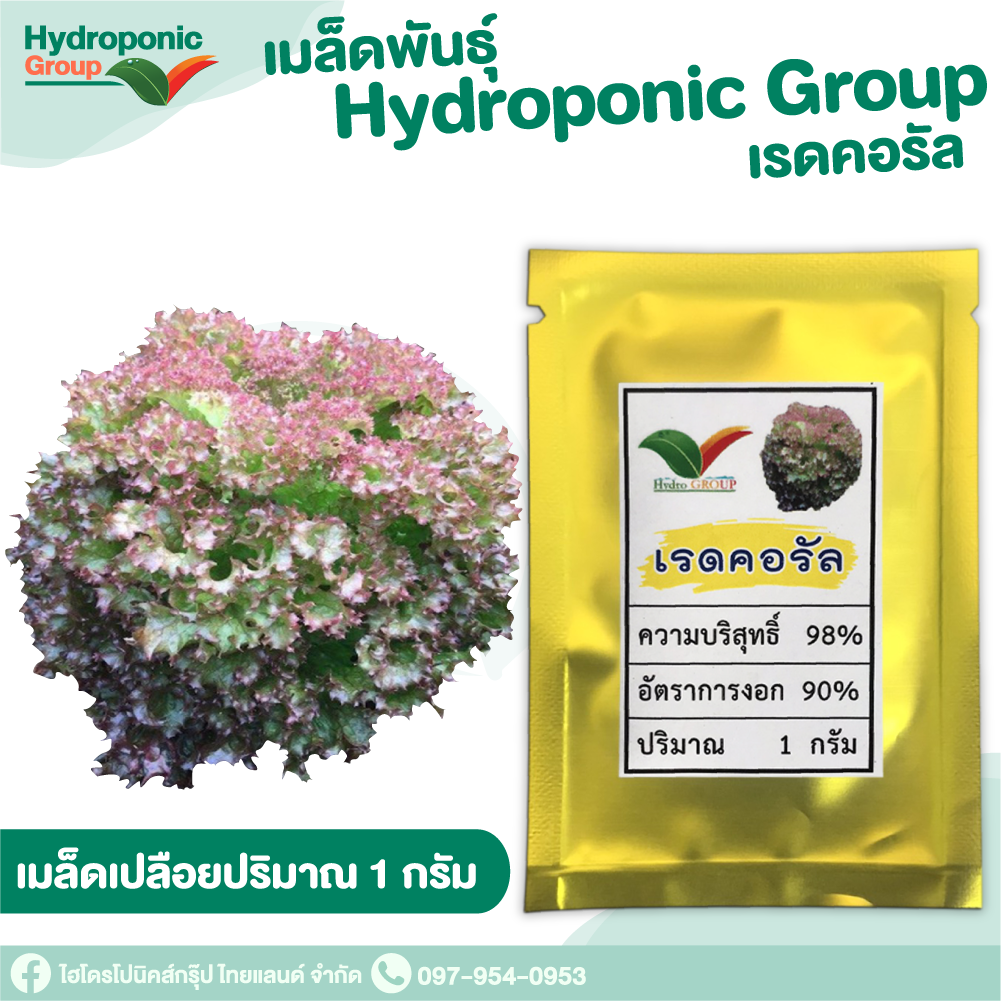 เมล็ดผักสลัด แบบเปลือย เรดคอรัล #Promotion #เมล็ดผักสลัด #ผักสลัด #เมล็ดพันธุ์ผักสลัด